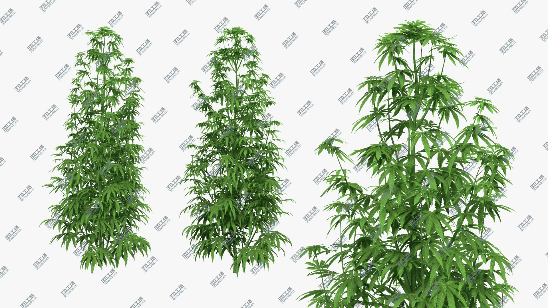 images/goods_img/2021040232/Marijuana Plant 3D model/4.jpg